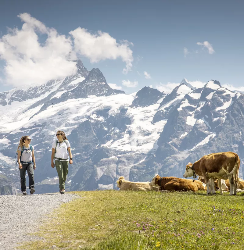 Wandern Bachalpsee